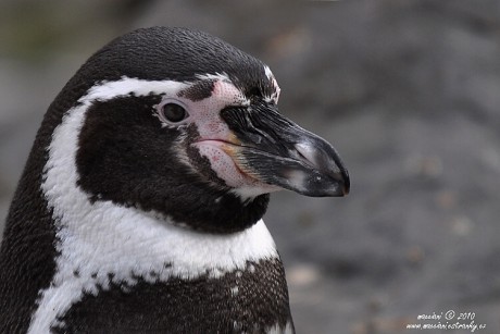 tučňák Humboldtův.4 
