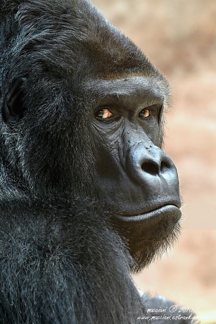 Gorily.4 