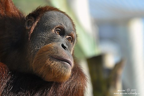 orangutan.4