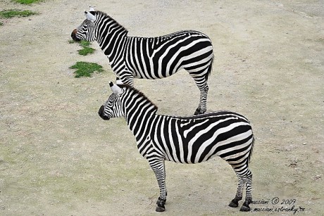 zebra Grévyho.1