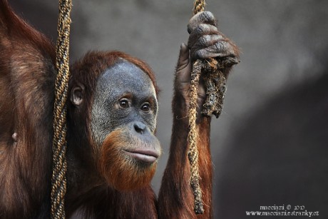 orangutan.7