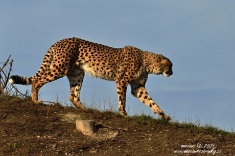 Gepard.2 .jpg