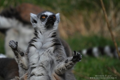 Lemur kata.18 .jpg