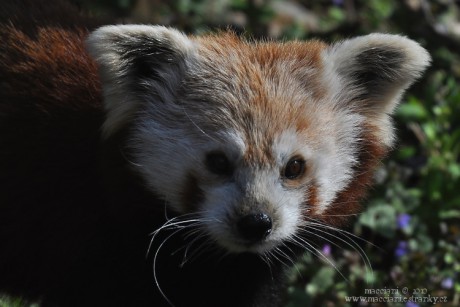 Panda červená.11 .jpg