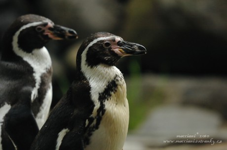 tučňák Humboldtův.8 .jpg