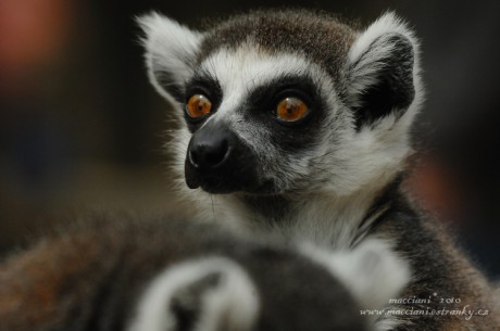 Lemur kata.36 .jpg