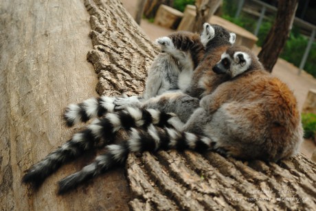 Lemur kata.34 .jpg