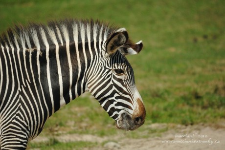 zebra Grévyho.3 .jpg