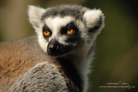 Lemur kata.38 .jpg