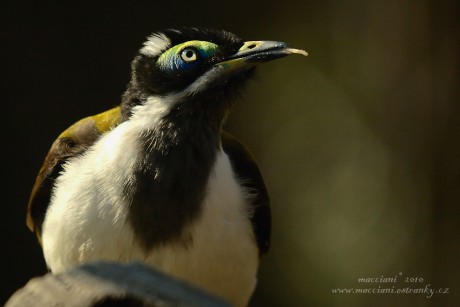 DSC_4290 upravena