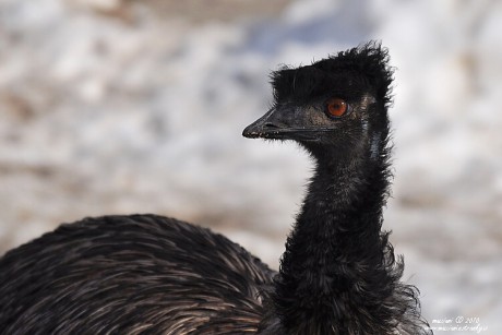 Emu australský.1