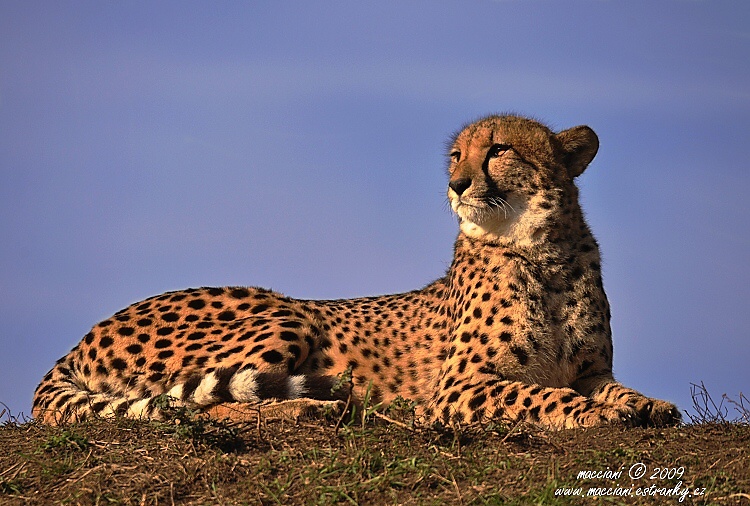 Gepard.4