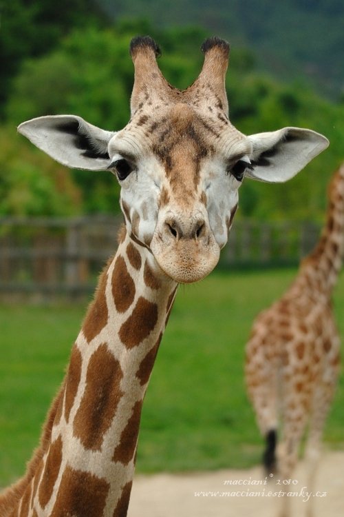 Žirafa.20 .jpg