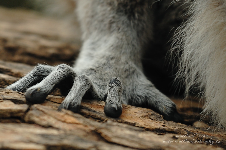 Lemur kata.33 .jpg