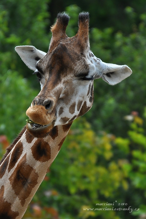 žirafa.27 .jpg