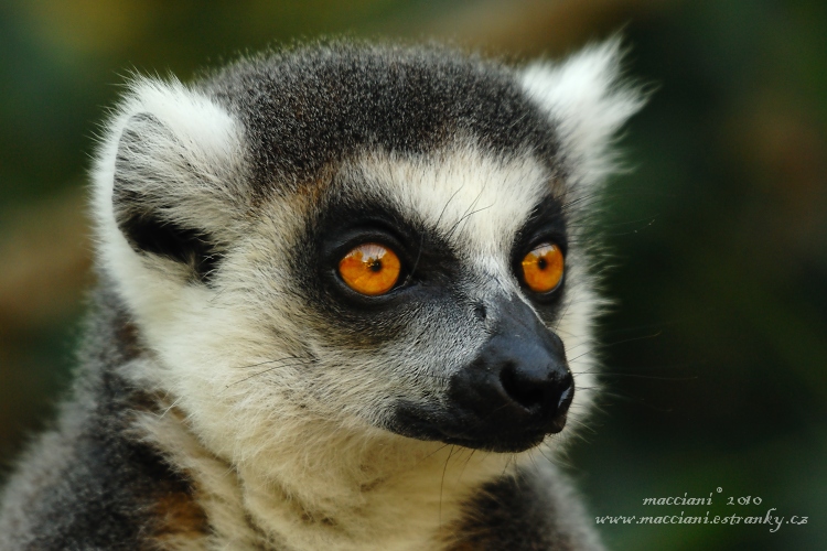 Lemur kata.45 upravena 200.jpg