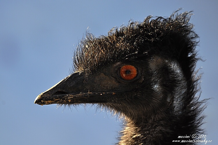 Emu australský.2